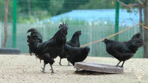 <CN108>생명이 있는 것은 다 아름답다 / Everything That Has Life Is Beautiful.