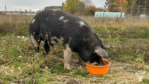 Human scale Permaculture farming with hens, sheep, pigs and vegetables.