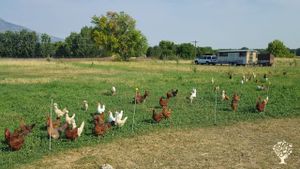 A cooperative ecological agriculture project using native wisdom and regenerative principals. CSA.