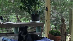 Small working diversified farm and horse training in the Texas hill country 🐎