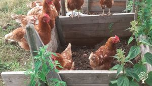 Smallholding, Mixed Farm