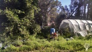 Organic farm growing avocados, passionfruit, and rare citrus commercially on CA's Central Coast