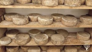 Ferme paysanne collective - Production de fromages de chèvre et brebis