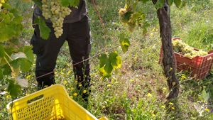 Natural wine and olive oil production
