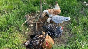 Beautiful 17-acre farm near Corvallis, OR 🍓🍓🍓