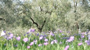 Casa familiare e giardino - rurale