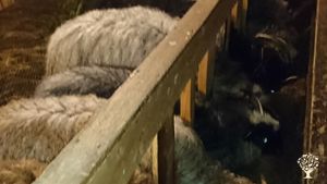 Family farm, Community farm