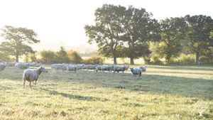 Biodynamic and Organic Livestock and Vegetable Farm