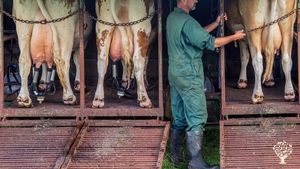 Biologische melkveebedrijf met schapen en zoogkoeien in Amsterdam