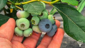 Verger fruitier et champignonnière