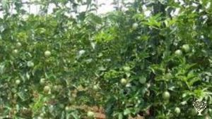 Support us at our community farm based on growing passion fruit and community development