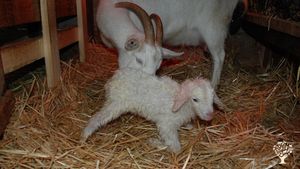 Homestead farm/Geese, chickens, ducks, goats, dogs, cats!