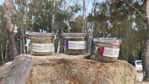 Aromatic and Medicinal herbs organic Farm