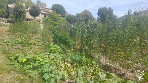 Pépinière d'arbres fruitiers et récolte de fruits de vergers anciens