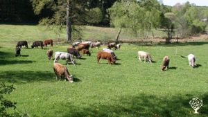 Ferme d'élevage biologique de vaches et brebis