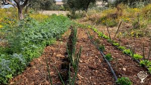 Azienda agricola biologica a Marsala