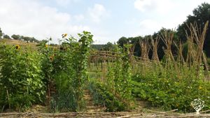 Casa familiare e giardino - rurale, Frutteto, Produzione ortaggi, Olivi