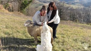 Allevamento razza ovina in via di estinzione (Sopravissana) e trasformazione della loro lana in filo