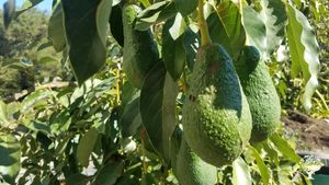 Organic farm growing avocados, passionfruit, and rare citrus commercially on CA's Central Coast
