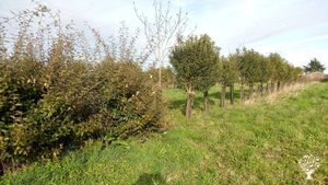 Ô apiforesterie, paradis des abeilles ! Le buzz permanent ! A quoi ça sert que je me décarcasse ?