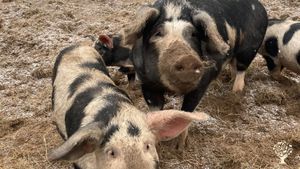 Organic farm with market garden, greenhouses, broilers, layers, pigs, ducks and sheep.