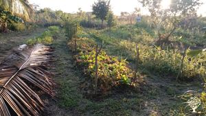 Ferme en maraîchage bio et diversifié