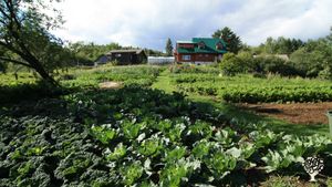 Organic gardens and  small barn with 3 cows ,pigs and poultry