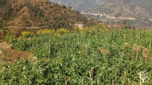 Our farm is in  about 37 km far from Kathmandu