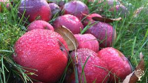 FamilyFarm, Streuobst wird zu Saft u. Cidre, Kräuter, Hühner, Bienen, Rinder, Direktverkauf