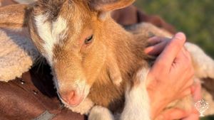 Building a small mountain farm