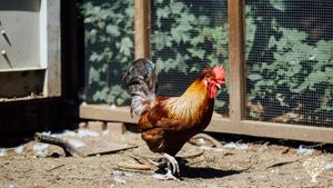 Micro ferme rebelle de poulets de grain,  cochons,  poules pondeuses, légumes produits transformé bi