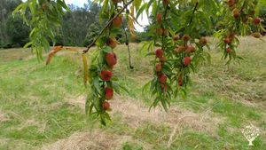 Smallholding, Orchard, Family farm