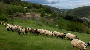 Ferme biologique brebis viande et pépinière d'arbres fruitiers