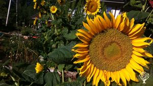 Family home and garden - rural, Smallholding, Eco Lodge/Wilderness Adventures, Flower Garden Farm