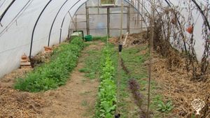 Kleine Landwirtschaft mit Schafen, Obstbau und Heilkräutern mit Permakultur/Waldgarten