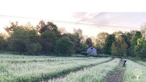 Diversified Permaculture, Maple syrup and Asparagus Farm