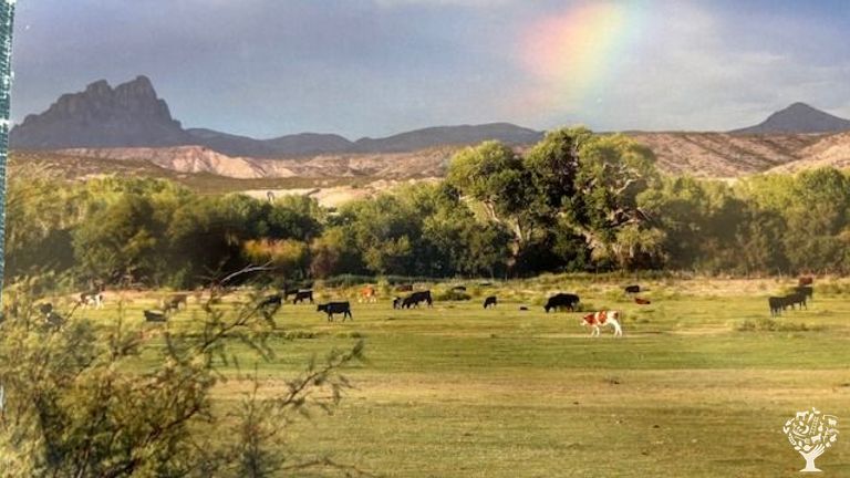 Beef cattle raised on irrigated pasture - WWOOF USA