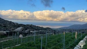 A young vineyard in Tinos’ unique rocky landscape practicing organic & biodynamic principles