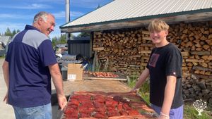 Processing salmon. Woodpile in background
