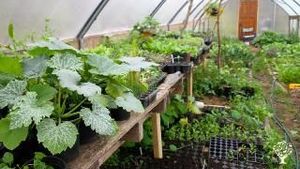 The interior of our poly-tunnel where we propagate, and grow salad, cucumbers, tomatoes and such.