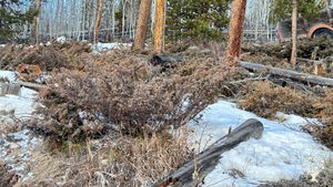 Forestry and community gardening