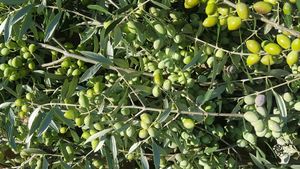 Organic Olive Grove