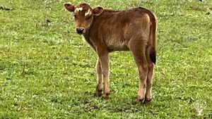 Family home and garden - rural, Agritourism Destination, Hobby Farm, Eco Lodge/Wilderness Adventures