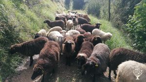Agricultura  circular, sostenible, enraizada en el territorio. Ganadería ecológica de Xaldas.