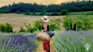 Our lavender fields in bloom