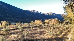 Bosque comestible y encinas truferas