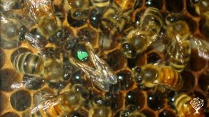 Treatment Free Beekeeping