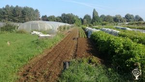 Small-scale ecological vegetable company, CSA