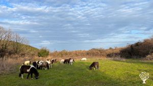 <JJ123>작은말들과 함께 가꾸는 퍼머컬쳐 재생농업 농장 / A Permaculture Regenerative Farm Cultivated with Small Horses