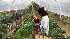 12 year established tropical homestead